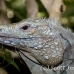 iguana_blue_qebp_gc_h_0178_cay0647.jpg